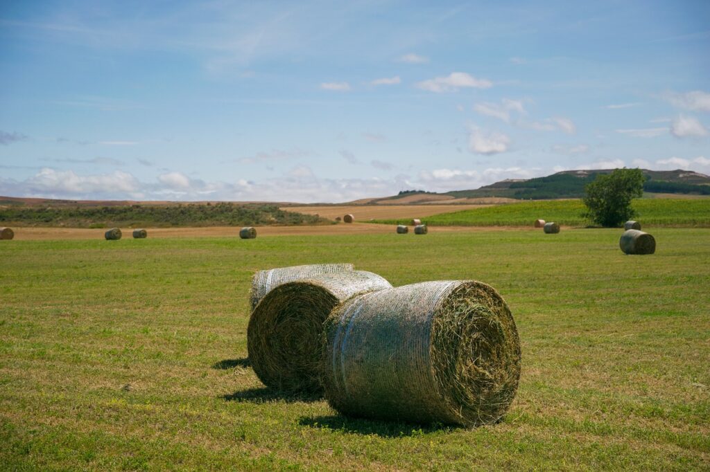 Campo palentino